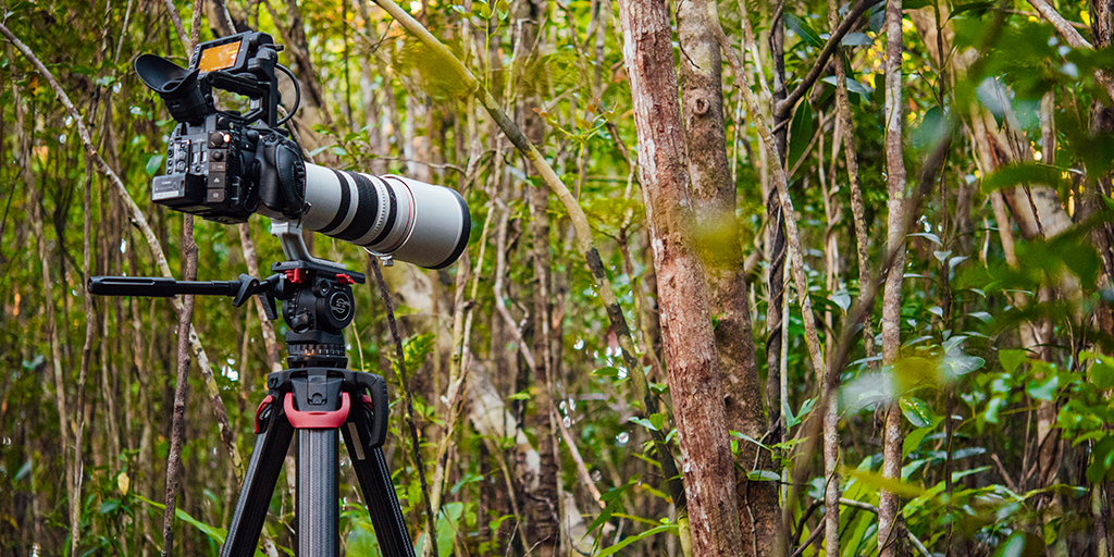 Capturing the Lemurs of Madagascar